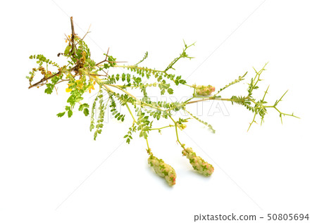 Sarcopoterium spinosum. In English it is known as Sarcopoterium spinosum. In English it is known as 50805694