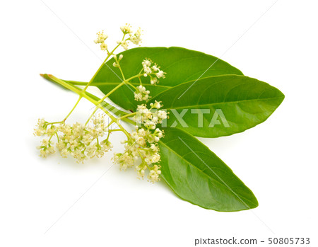 Viburnum odoratissimum, commonly known as sweet 50805733