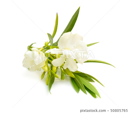 White Nerium oleander isolated on white background White Nerium oleander isolated on white background 50805765