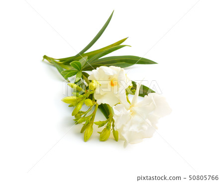 White Nerium oleander isolated on white background White Nerium oleander isolated on white background 50805766