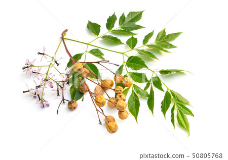 Melia azedarach, chinaberry tree, Pride of India, 50805768