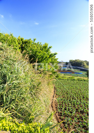 Field (spring) 50805906