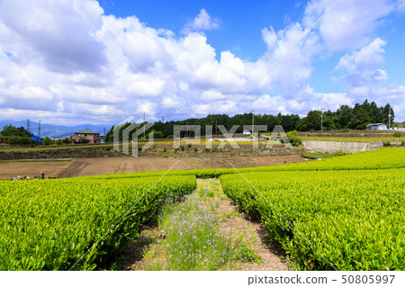 Imamiya (early summer) Imamiya (early summer) 50805997