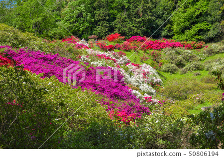 五個主要杜鵑花的杜鵑花 五個主要杜鵑花的杜鵑花 50806194