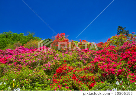 Azalea flowers of the five majors azalea Azalea flowers of the five majors azalea 50806195