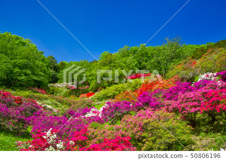 Azalea flowers of the five majors azalea Azalea flowers of the five majors azalea 50806196