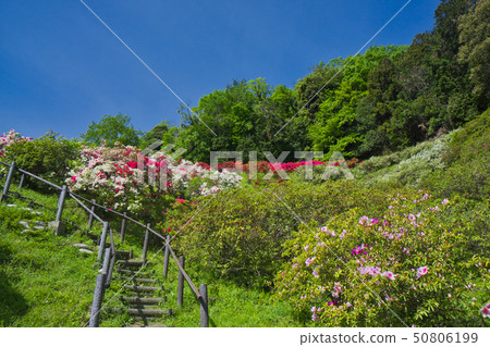 五大珍貴的杜鵑花公園陡峭的樓梯 五大珍貴的杜鵑花公園陡峭的樓梯 50806199