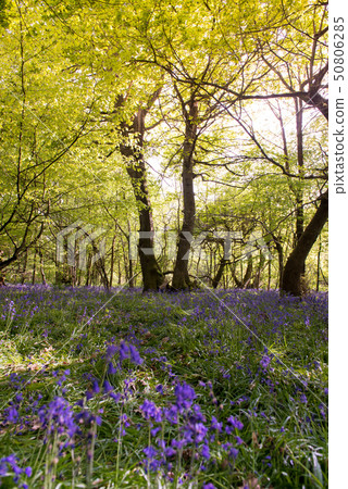 Blue Bell Forest UK 50806285