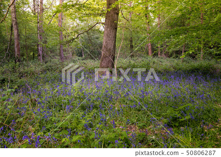 Blue Bell Forest UK 50806287