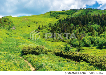 footpath up the hill in summer 50806467