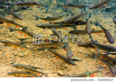 trout on the bottom of the lake trout on the bottom of the lake 50806607