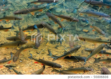 trout on the bottom of the lake trout on the bottom of the lake 50806608