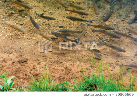 trout on the bottom of the lake trout on the bottom of the lake 50806609