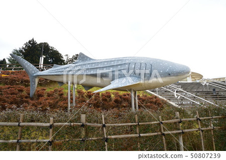 能登島水族館(石川縣) 能登島水族館(石川縣) 50807239