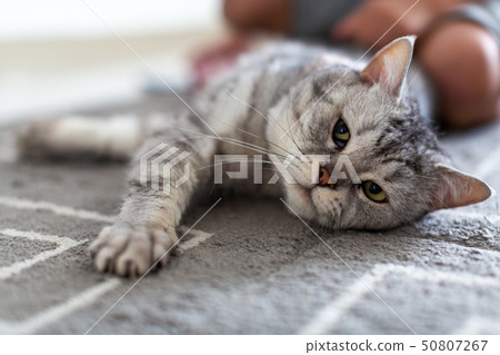 striped British cat lying on the gray carpet 50807267