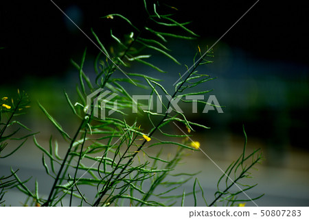 強姦開花 強姦開花 50807283