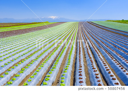 Mt. Buksan of lettuce field and remaining snow Mt. Buksan of lettuce field and remaining snow 50807456
