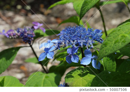 Hydrangea flowers and flower 50807506