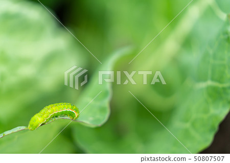 Cabbage 50807507