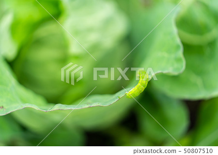 Cabbage 50807510