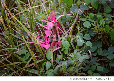 Spray Painted Leaves Of Forest Undergrowth Spray Painted Leaves Of Forest Undergrowth 50807517