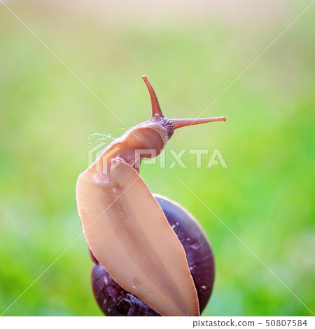 A Cooktown Bi-Colored Snail 50807584