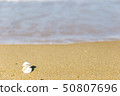 Sandy beach and shell 50807696