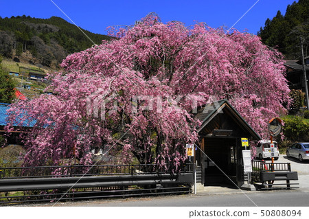 April Kashihara village 09 weeping cherry blossoms and a secluded bus stop April Kashihara village 09 weeping cherry blossoms and a secluded bus stop 50808094