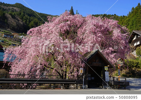 April Kashihara village 08 weeping cherry blossoms and a secluded bus stop April Kashihara village 08 weeping cherry blossoms and a secluded bus stop 50808095