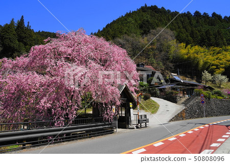 April Kashihara village 07 Weeping cherry blossoms and a secluded bus stop 50808096
