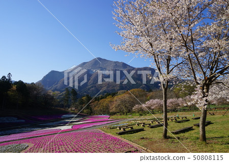 April Chichibu 44 cherry blossoms and Shizakura / Hitsujiyama Park 50808115