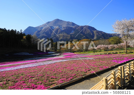 April Chichibu 38 cherry blossoms and Shizakura / Hitsujiyama Park 50808121
