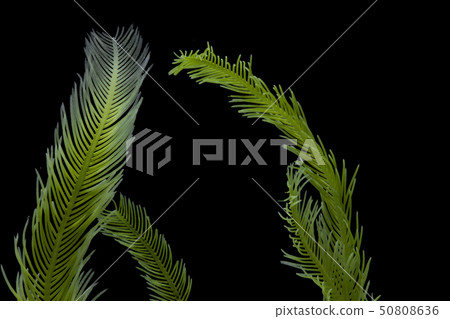 Saltwater Caulerpa taxifolia, Killer Algae 50808636