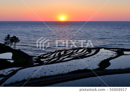 Sunset of White rice Senjita Sunset of White rice Senjita 50808917