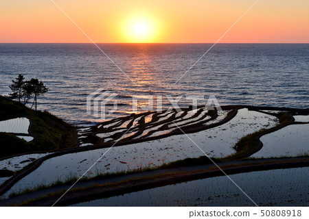 Sunset of White rice Senjita Sunset of White rice Senjita 50808918