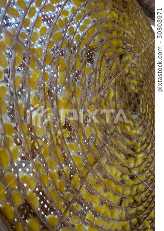 Group of silk worm cocoons nests color yellow 50808971