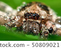 Macro shot of spider,Spider in Thailand 50809021