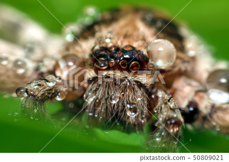 Macro shot of spider,Spider in Thailand 50809021
