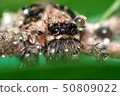 Macro shot of spider,Spider in Thailand 50809022