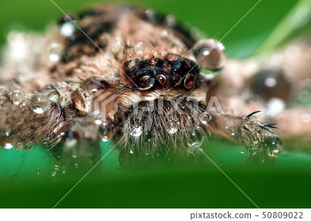Macro shot of spider,Spider in Thailand 50809022
