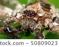 Macro shot of spider,Spider in Thailand 50809023