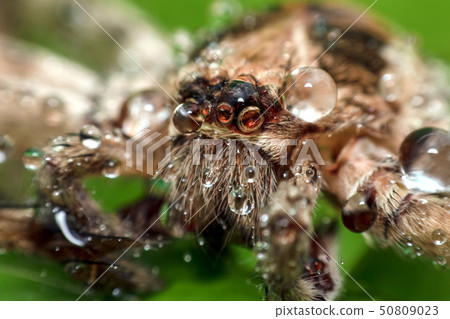 Macro shot of spider,Spider in Thailand 50809023