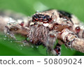 Macro shot of spider,Spider in Thailand 50809024