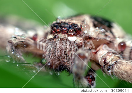 Macro shot of spider,Spider in Thailand 50809024