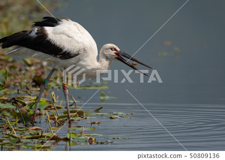 Storks to feed on lotus fields Storks to feed on lotus fields 50809136