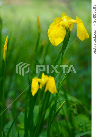 兩黃色碧玉/被弄髒的背景垂直的照片 兩黃色碧玉/被弄髒的背景垂直的照片 50809199