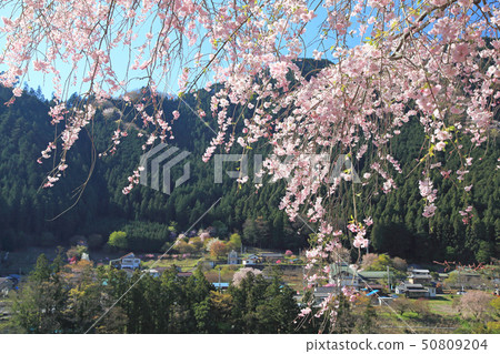 Otsu Hanano nari Otsu Hanano nari 50809204
