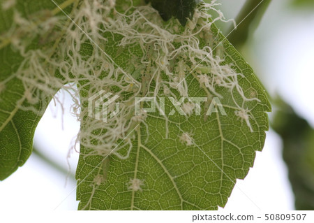 Larva and adult 01 of stag lice Larva and adult 01 of stag lice 50809507
