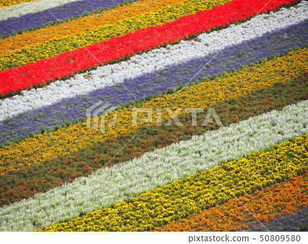 Biei Shiki Ayanooka 50809580