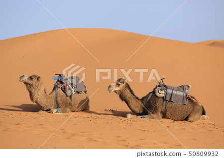 Camels in the Sahara Desert are cute 50809932